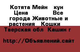 Котята Мейн - кун › Цена ­ 19 000 - Все города Животные и растения » Кошки   . Тверская обл.,Кашин г.